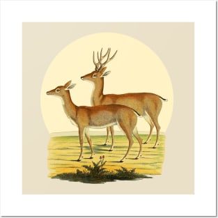 A Pair of Deer Nature Illustration Posters and Art